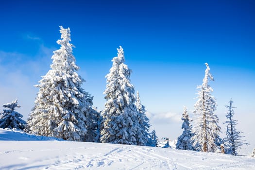 Pine trees covered in snow on winter season in Poiana Brasov, Romania