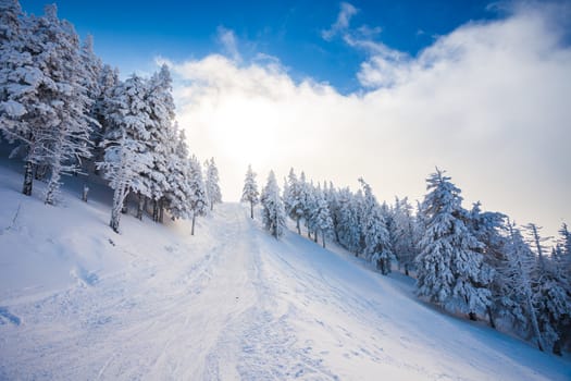 Ski forest path with pine trees covered in snow on winter season in Poiana Brasov, Romania