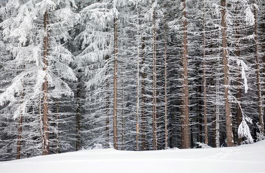 Pine tree trunks covered with snow in winter on the edge of the forest