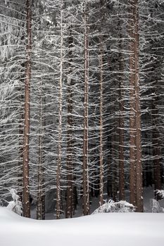 Pine tree trunks covered with snow in winter on the edge of the forest