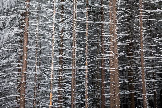 Pine tree trunks covered with snow in winter on the edge of the forest