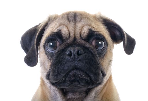 Closeup Face Headshot of Pug Dog Crying with Tear in Right Eye, studio shot over white background