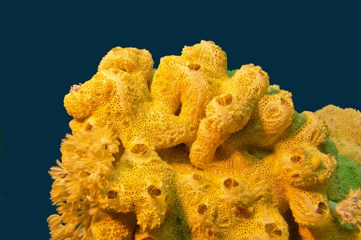 coral reef with great yellow sea sponge at the bottom of tropical sea