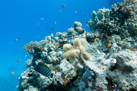 colorful coral reef in tropical sea - underwater
