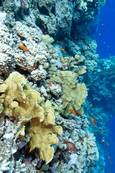 colorful coral reef with hard corals and exotic fishes at the bottom of tropical sea