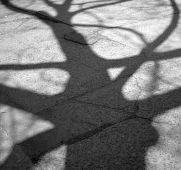 Black and white shadow of a tree on cracked asphalt.