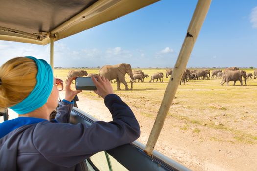 Woman on african wildlife safari. Lady taking a photo of herd of wild african elephants with her smartphone. Open roof safari jeep. Focus on elephants.