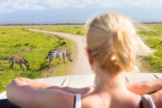 Woman on african wildlife safari observing zebras from open roof safari jeep. Rear view. Focus on zebras.