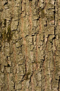 Tree bark background  vertical