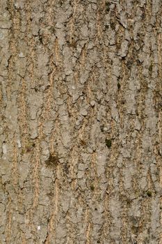 Tree bark background  vertical