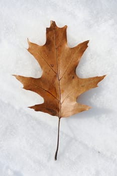 Single dry oak leaf in snow vertical