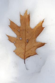 Single dry oak leaf in snow vertical