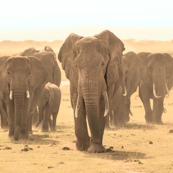 Herd of african elephants walking in savanna. African elephant societies are arranged around family units made up of around ten closely related females and their calves and is led by an older female.