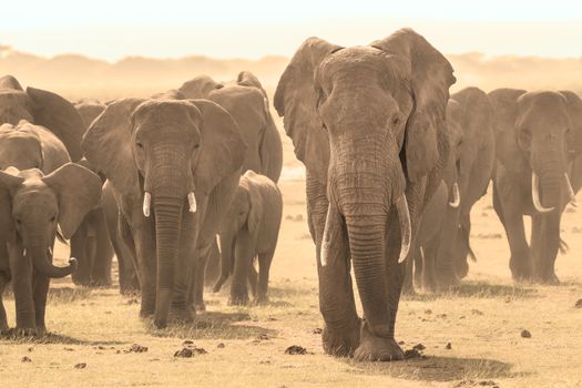 Herd of african elephants walking in savanna. African elephant societies are arranged around family units made up of around ten closely related females and their calves and is led by an older female.