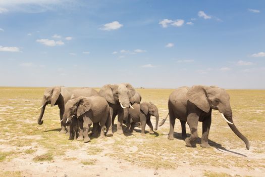 Herd of african elephants in savanna. African elephant societies are arranged around family units made up of around ten closely related females and their calves and is led by an older female.
