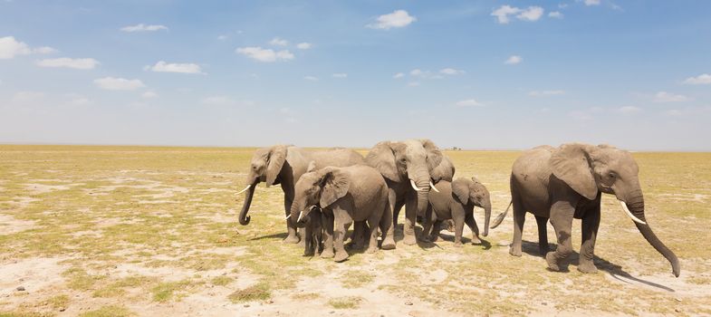 Herd of african elephants in savanna. African elephant societies are arranged around family units made up of around ten closely related females and their calves and is led by an older female.
