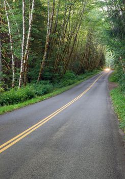 A car uses headlights in the dense canopy of the Hoh Rainforest