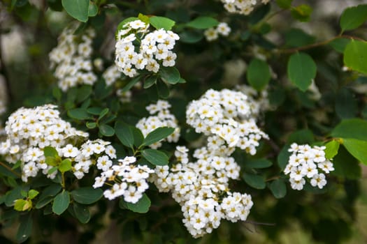 White flowers and buds on the blooming Spiraea shrub