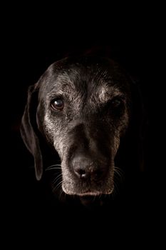 Sad Old Dog Looking at the Camera - Isolated on Black Background