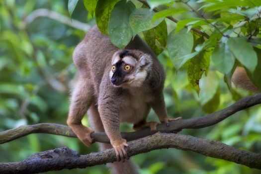 A ring-tailed lemur in the forest of Madagascar