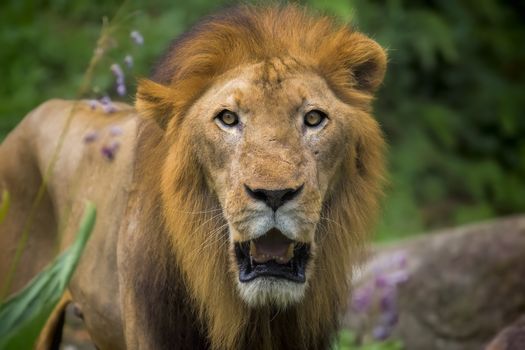 Portrait of a male Lion in Africa
