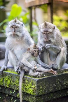 Long Tailed Macaque with her Infant , Sacred Monkey Forest, Ubud. Bali, Indonesia