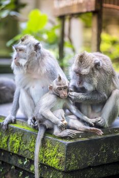 Long Tailed Macaque with her Infant , Sacred Monkey Forest, Ubud. Bali, Indonesia