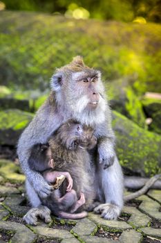 Long Tailed Macaque with her Infant , Sacred Monkey Forest, Ubud. Bali, Indonesia