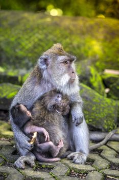 Long Tailed Macaque with her Infant , Sacred Monkey Forest, Ubud. Bali, Indonesia