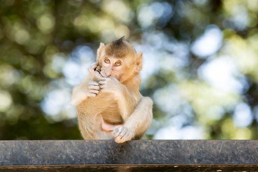 Baby Monkey sit and out of focus background.