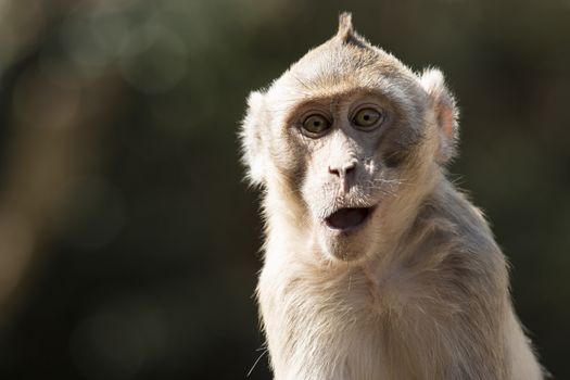 Portrait of a monkey in wildlife. Great Detail on his face expression!