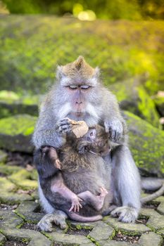 Long Tailed Macaque with her Infant , Sacred Monkey Forest, Ubud. Bali, Indonesia