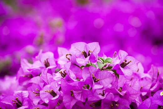 Pink Bougainvillea with leaves in the garden ,grass background blurry,shot in nature