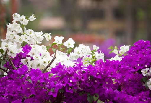 white and pink bougainvillea on nature background