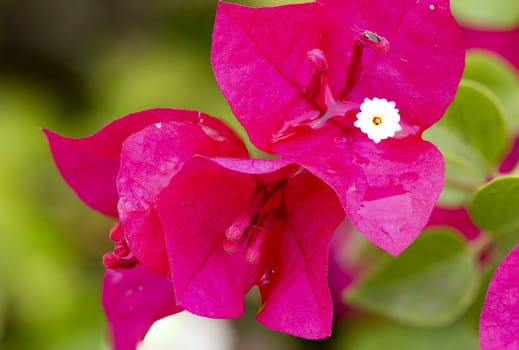 Pink Bougainvillea flowers on the branch was taken in nature.