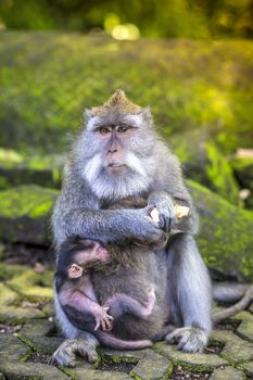 Long Tailed Macaque with her Infant , Sacred Monkey Forest, Ubud. Bali, Indonesia