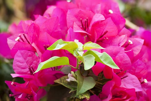 Pink Bougainvillea flowers on the branch was taken in nature.