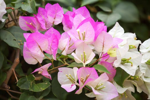 Pink Bougainvillea and leave  was taken in nature.