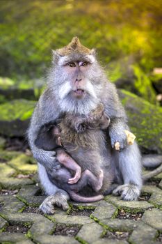 Long Tailed Macaque with her Infant , Sacred Monkey Forest, Ubud. Bali, Indonesia