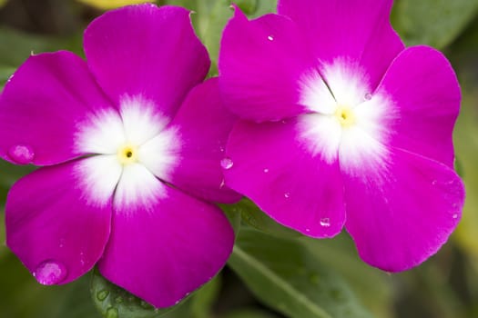 Cape Periwinkle was taken in the garden after the rain.