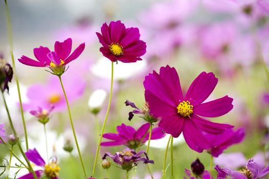 Close up cosmos multi color  flower in the garden