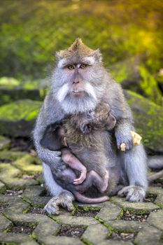 Long Tailed Macaque with her Infant , Sacred Monkey Forest, Ubud. Bali, Indonesia