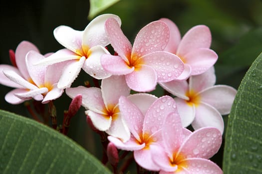 Branch of tropical pink flowers frangipani (plumeria) on dark green leaves background