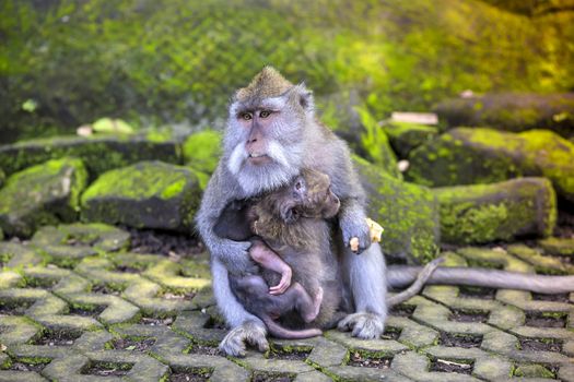 Long Tailed Macaque with her Infant , Sacred Monkey Forest, Ubud. Bali, Indonesia