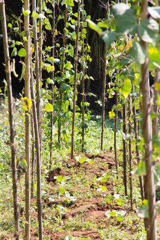 String bean in the garden