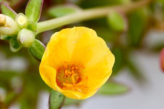 Close up Common Purslane, Verdolaga, Pigweed, Little Hogweed or Pusley was shot in nature