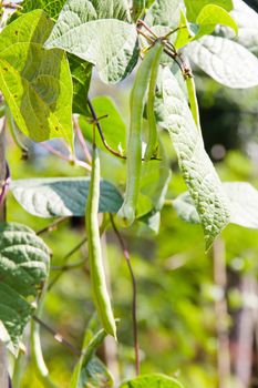 close up image of String bean in the garden