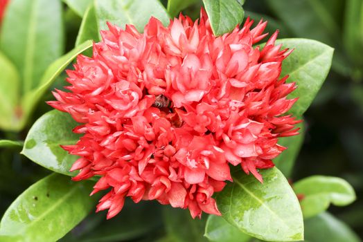 Close up ixoras, lovely small tiny red flowers in groups with natural environment outdoor under sunlight