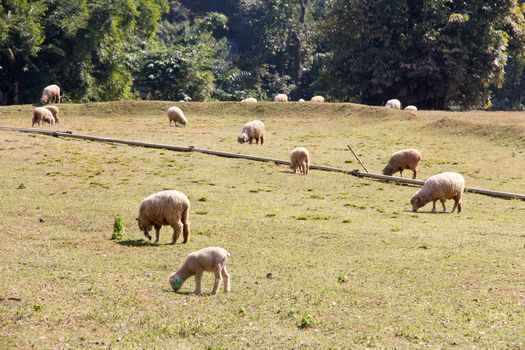 Sheep grazing in the farm background