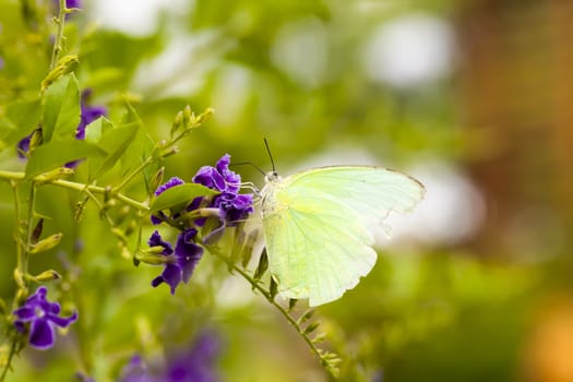 Butterfly on flowers for nectar and pollen of flowers.